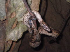 Puerto Rican Boa photo 5