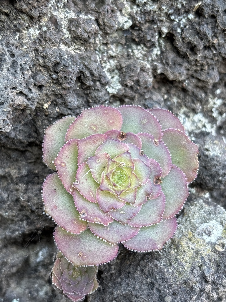 Aeonium glandulosum, Madeira Island, São Vicente, Madeira, PT