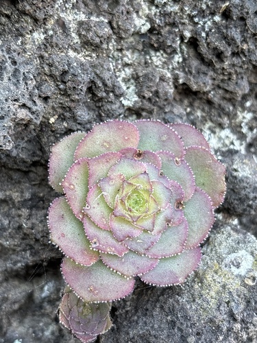 Aeonium glandulosum
