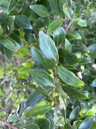 Madeira Shrubby Bittersweet (Maytenus umbellata)
