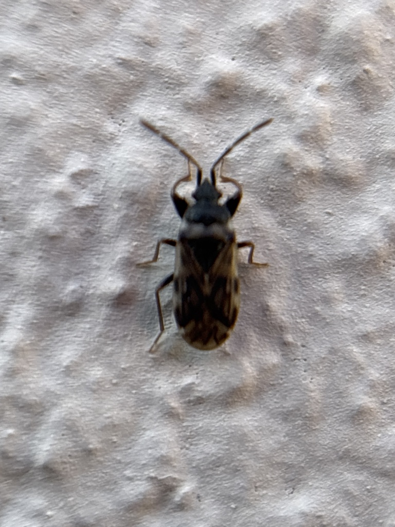 Taphropeltus nervosus