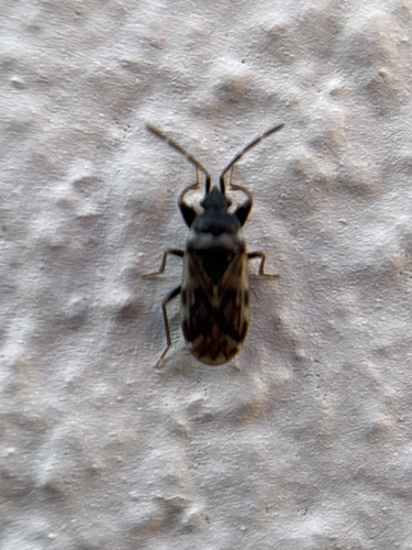 Taphropeltus nervosus
