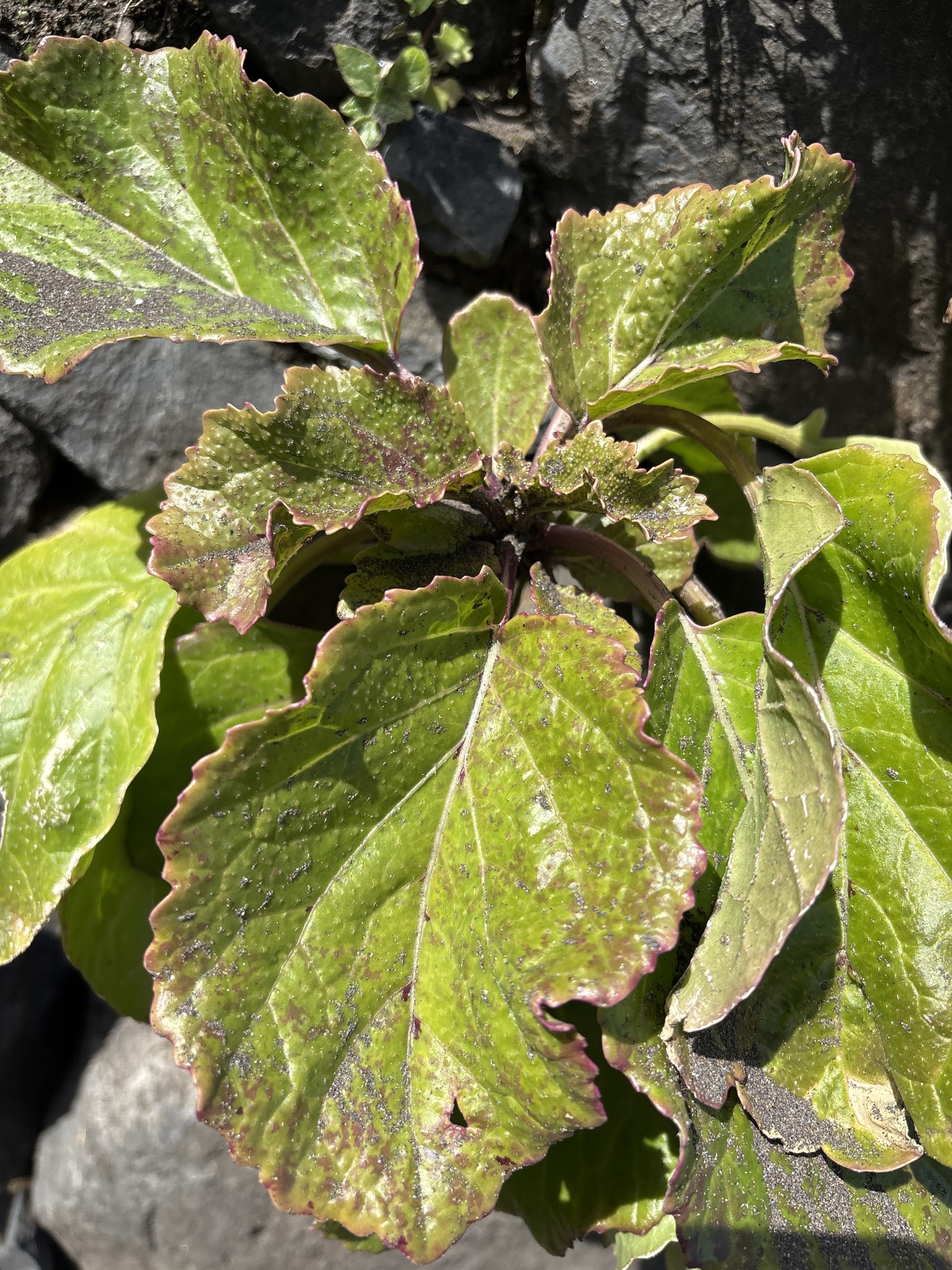 Sinapidendron gymnocalyx