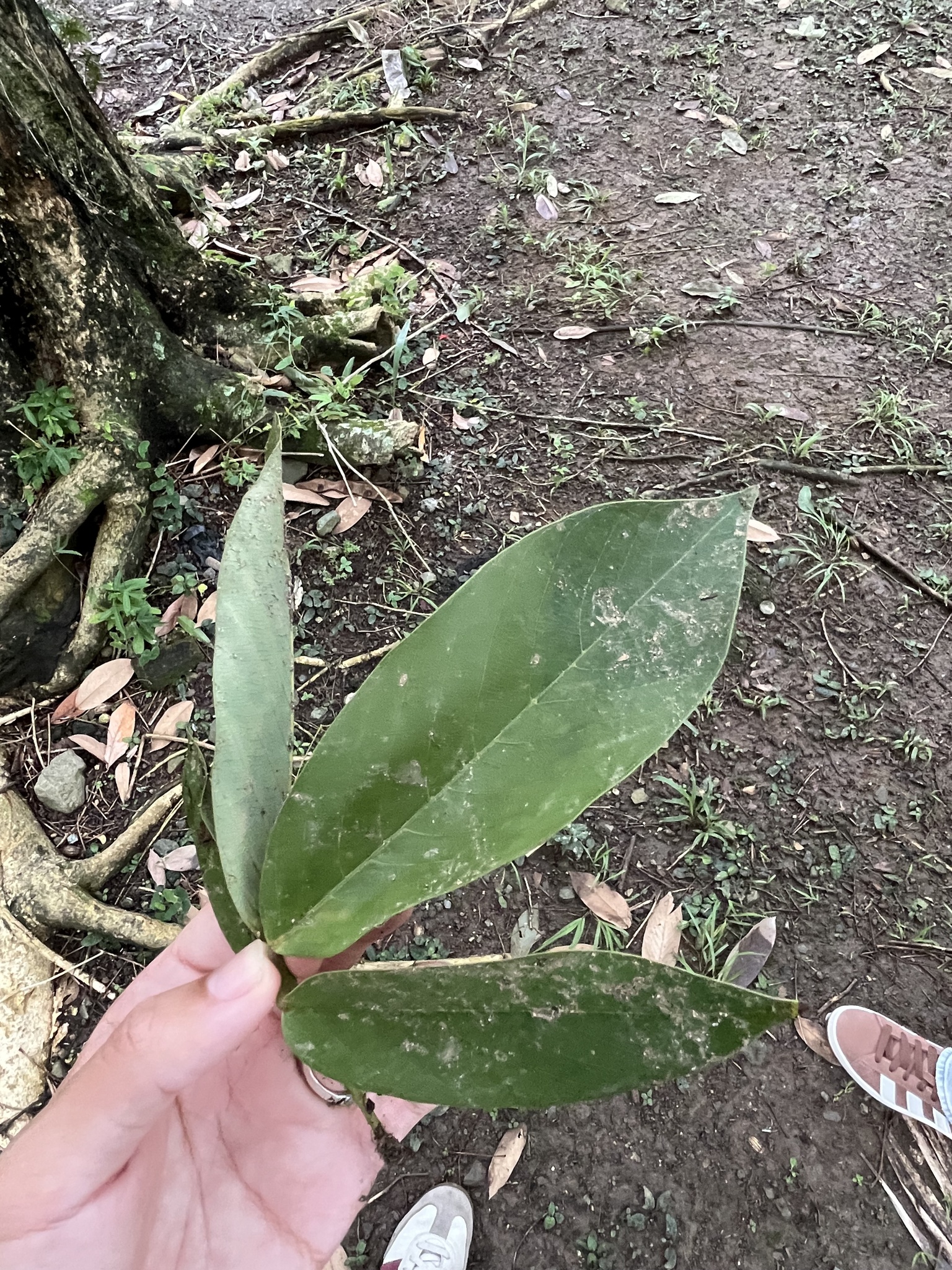 Imagem de Sombreiro