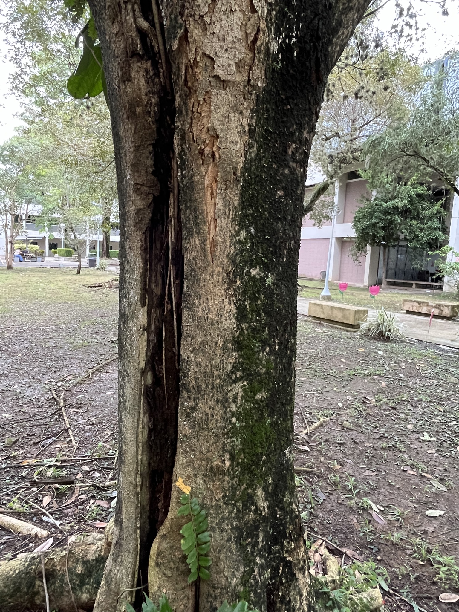 Imagem de Sombreiro