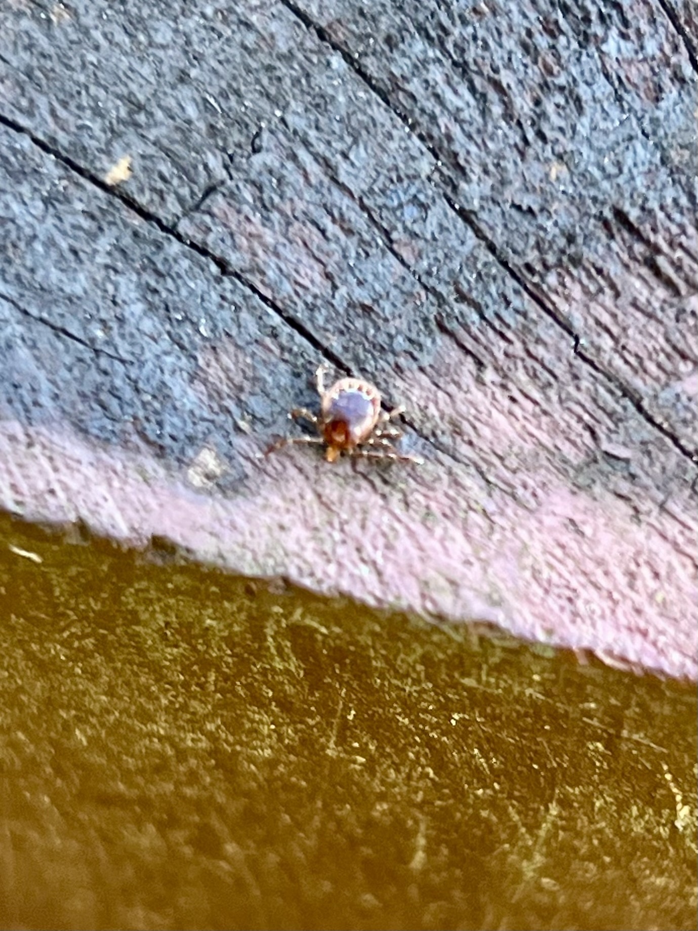 Amblyomma americanum Linnaeus, 1758