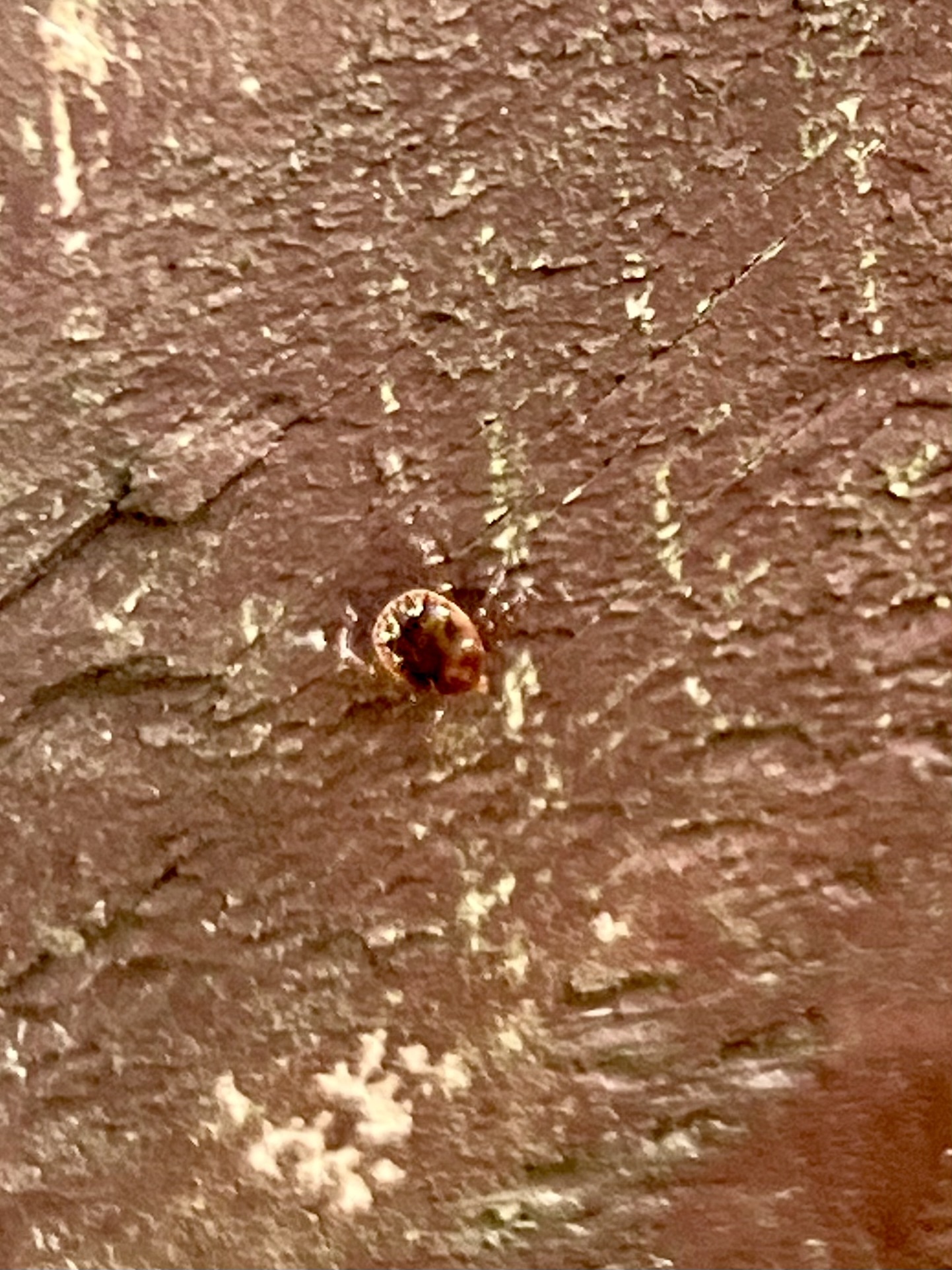 Amblyomma americanum Linnaeus, 1758