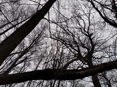 Alnus glutinosa