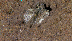 Lysiosquillina maculata