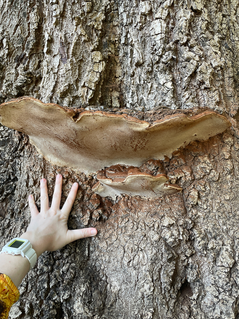 Ganoderma brownii · February 2026 · photo: © ethologist (iNaturalist, cc-by)