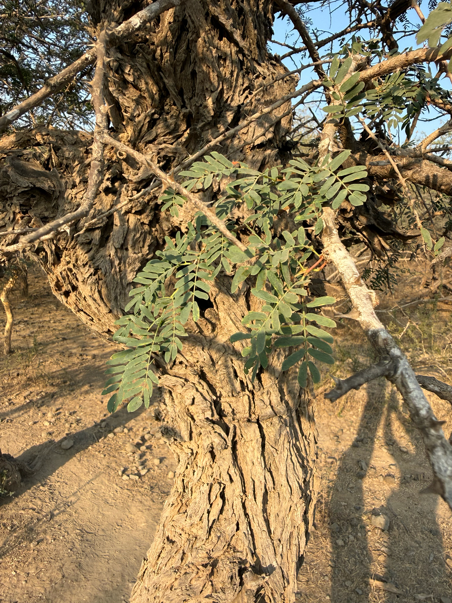 Jand (Prosopis cineraria)
