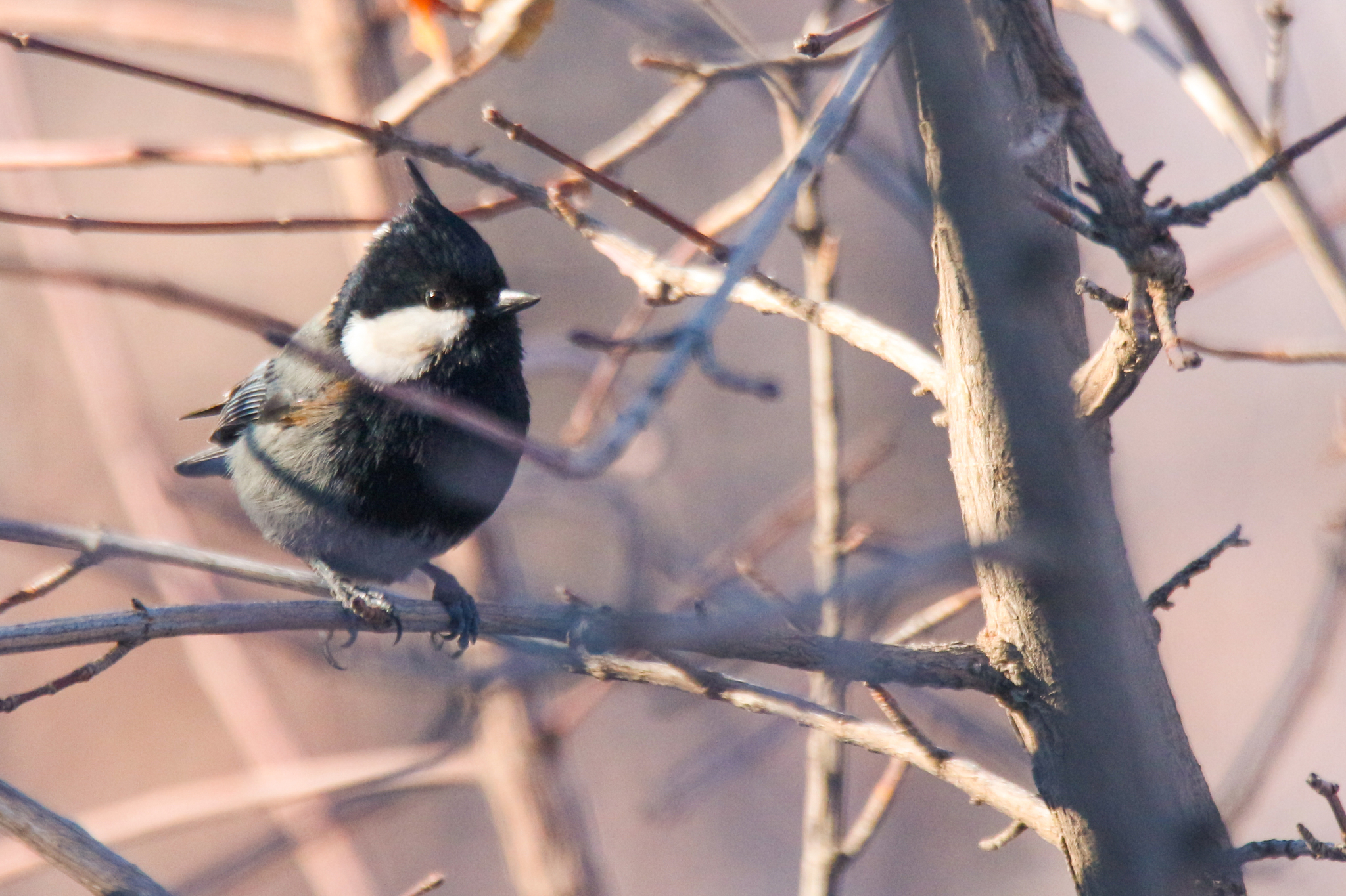 Rufous-naped Tit (Periparus rufonuchalis), photo 8