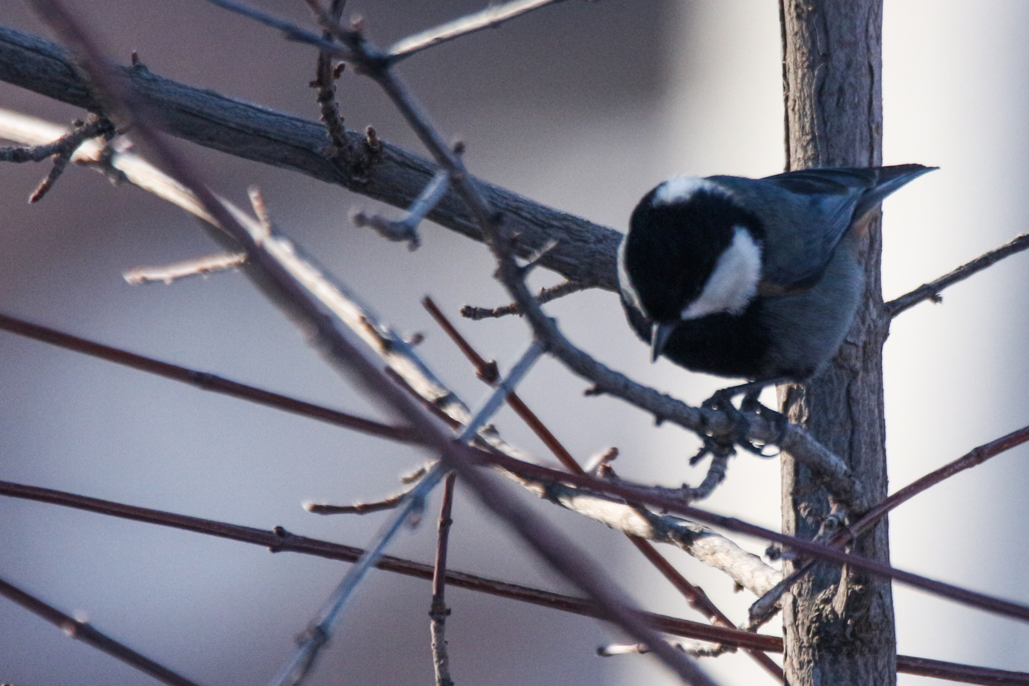 Rufous-naped Tit (Periparus rufonuchalis), photo 9