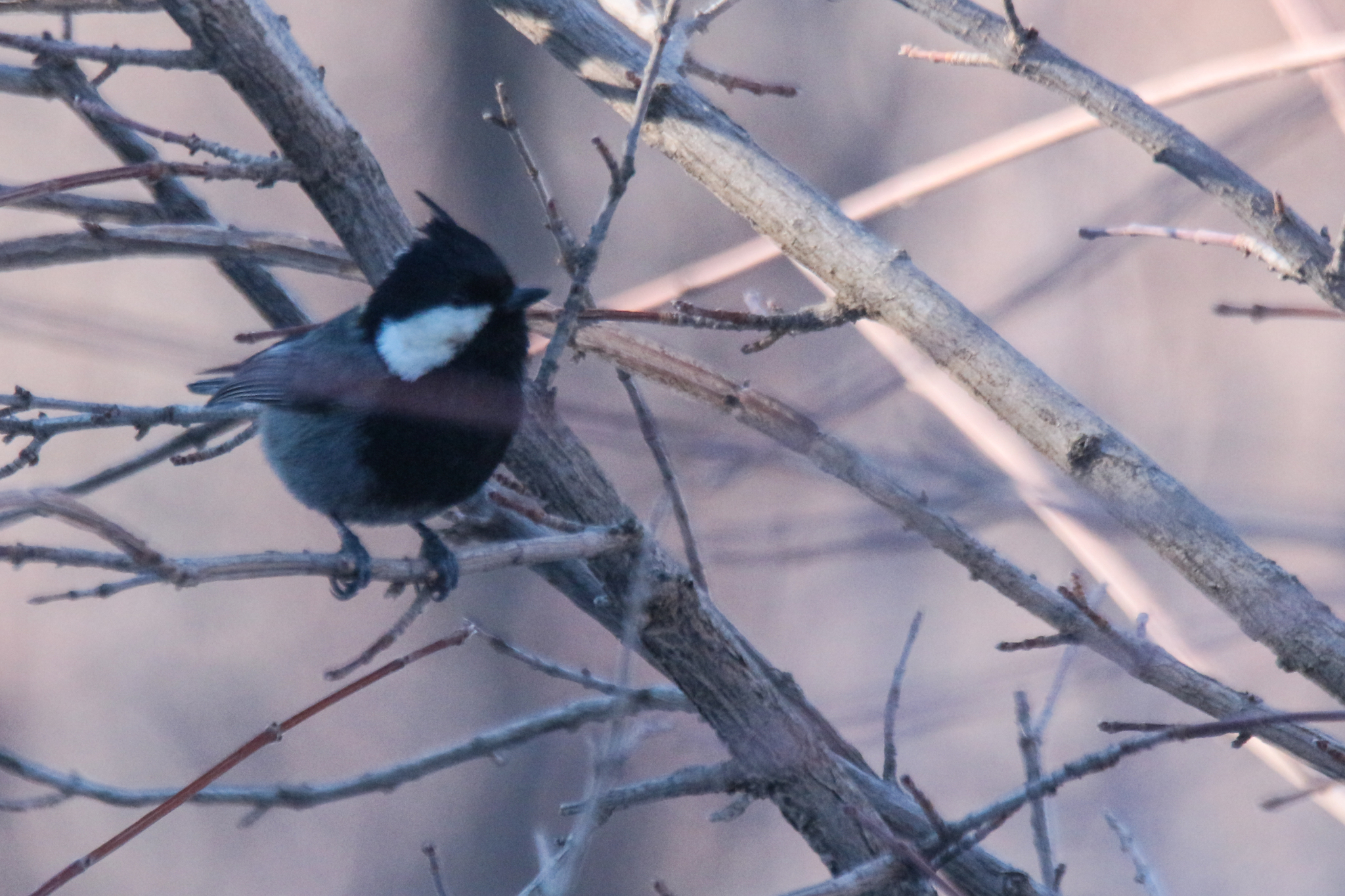 Rufous-naped Tit (Periparus rufonuchalis), photo 10