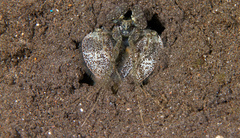 Lysiosquillina maculata