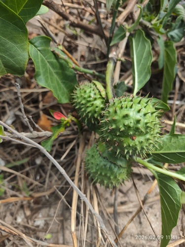 metel devil's trumpet