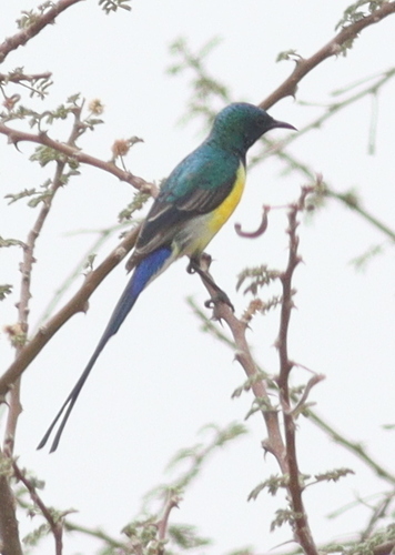 Nile Valley Sunbird