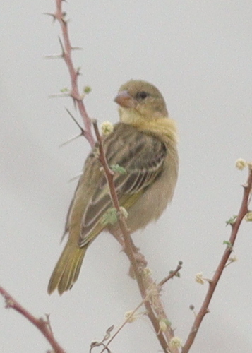 Rüppell's Weaver (Ploceus galbula), photo 1