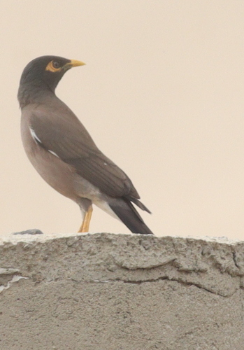 Common Myna