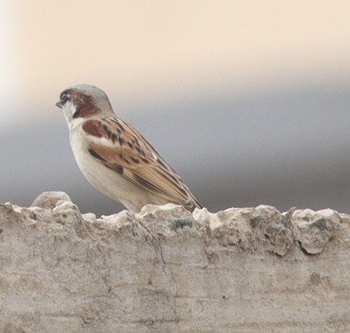 House Sparrow