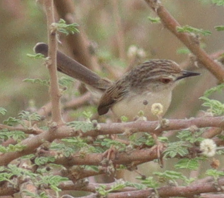 Graceful Prinia (Prinia gracilis), photo 2