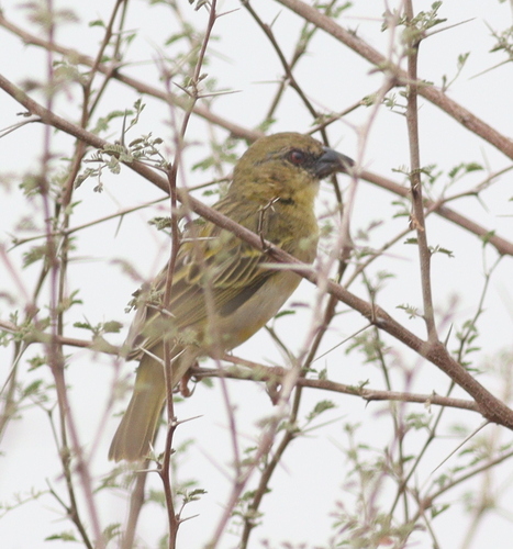 Rüppell's Weaver (Ploceus galbula), photo 10