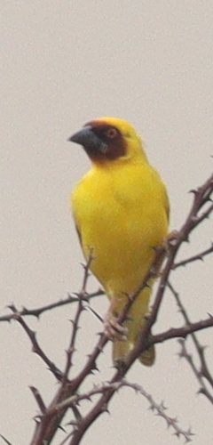 Rüppell's Weaver