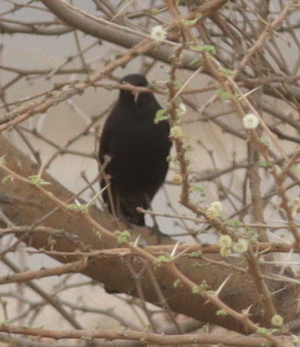 Black Scrub-Robin