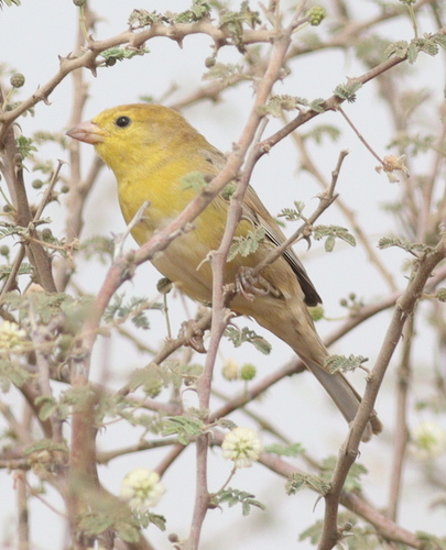 Arabian Golden Sparrow (Passer euchlorus)
