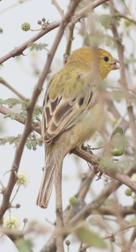 Arabian Golden Sparrow (Passer euchlorus), photo 2