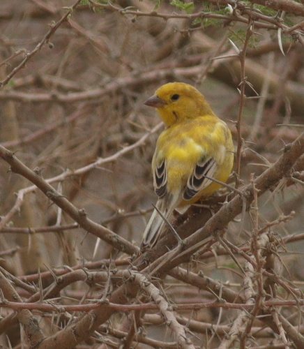 Arabian Golden Sparrow (Passer euchlorus), photo 7
