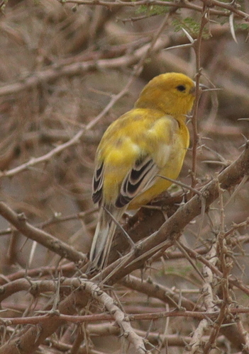 Arabian Golden Sparrow (Passer euchlorus), photo 8