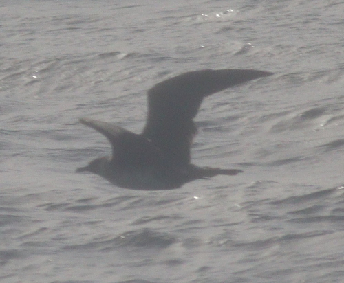 Pomarine Jaeger (Stercorarius pomarinus), photo 4