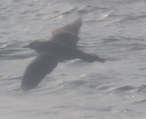 Pomarine Jaeger (Stercorarius pomarinus), photo 5