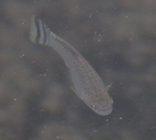 Arabian toothcarp