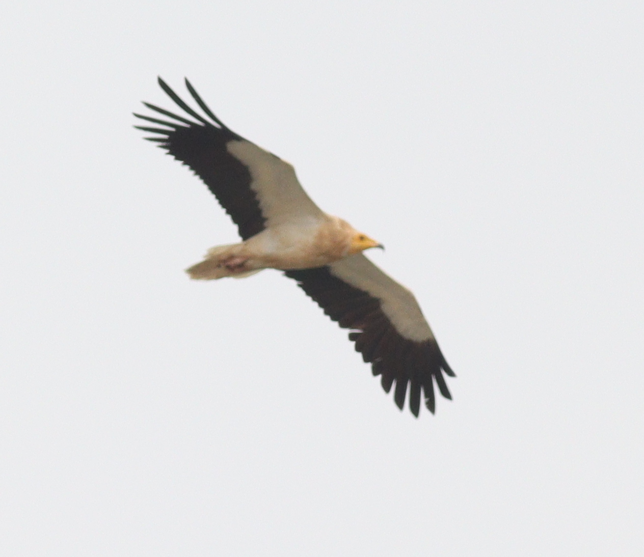 Egyptian Vulture (Neophron percnopterus), photo 6