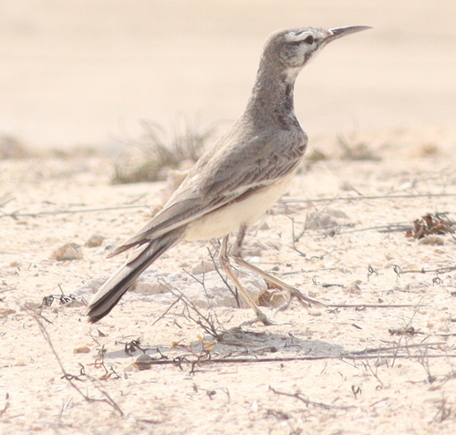 Greater Hoopoe-Lark (Alaemon alaudipes), photo 5