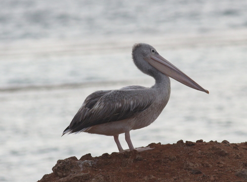 Pink-backed Pelican (Pelecanus rufescens), photo 4
