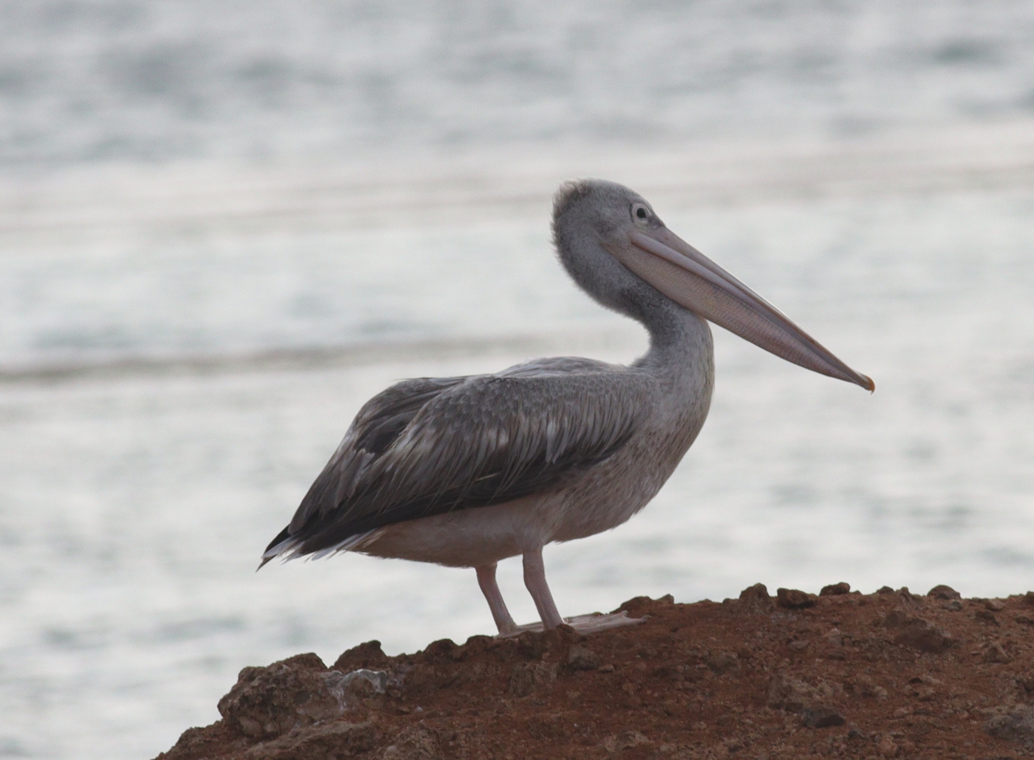 Pink-backed Pelican (Pelecanus rufescens), photo 4