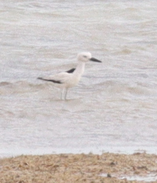 Crab-plover (Dromas ardeola), photo 2