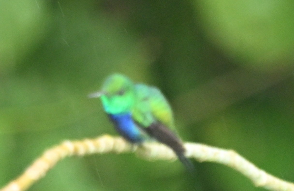 Violet-bellied Hummingbird (Chlorestes julie), photo 3