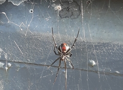 Latrodectus mirabilis