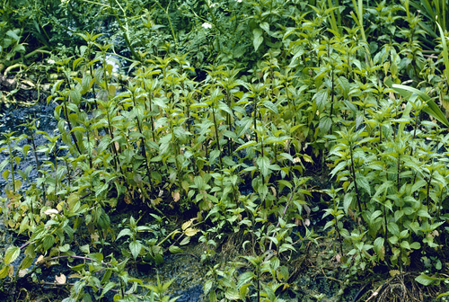 Kievan Nettle (Urtica kioviensis)