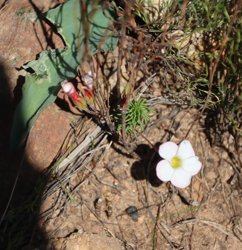Thinleaf Sorrel (Oxalis tenuifolia)