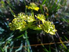Bupleurum petraeum