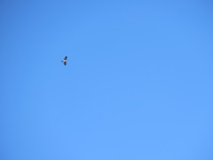 Accipiter striatus chionogaster