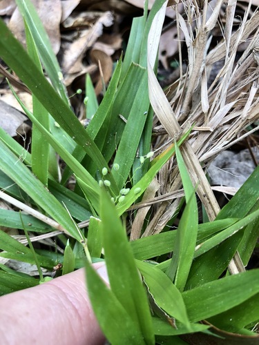 Dichanthelium laxiflorum image