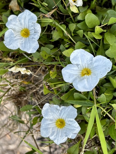 Nierembergia rivularis