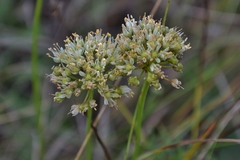 Allium flavescens
