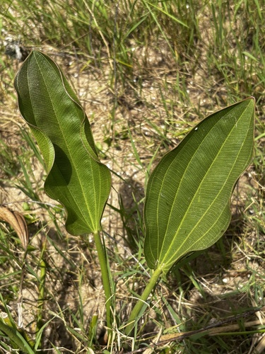 Large-flowered Amazon
